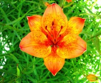 /album/foto-tsvetochnyj-mir/katya-034-jpg/